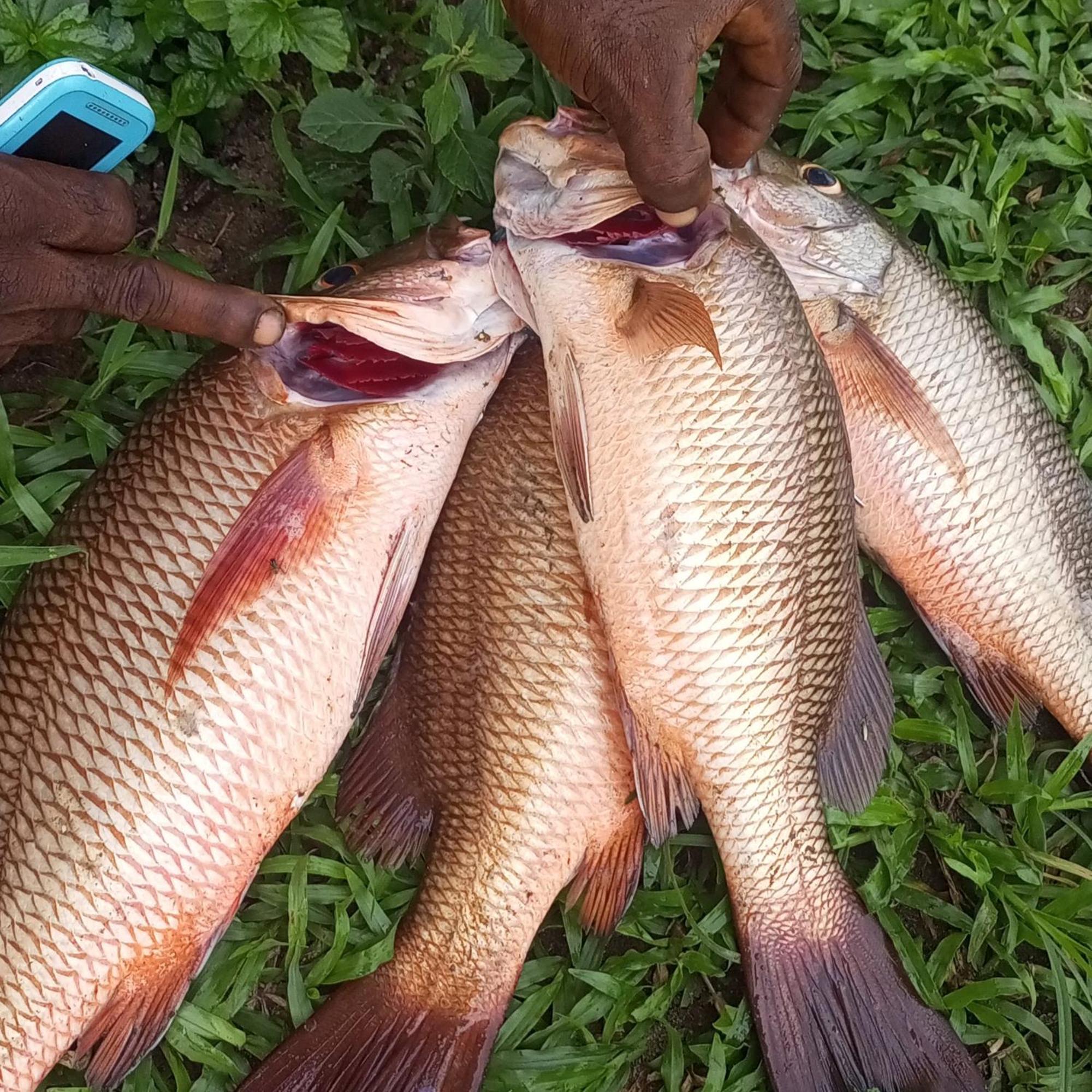 Residence Callens Kribi Luaran gambar